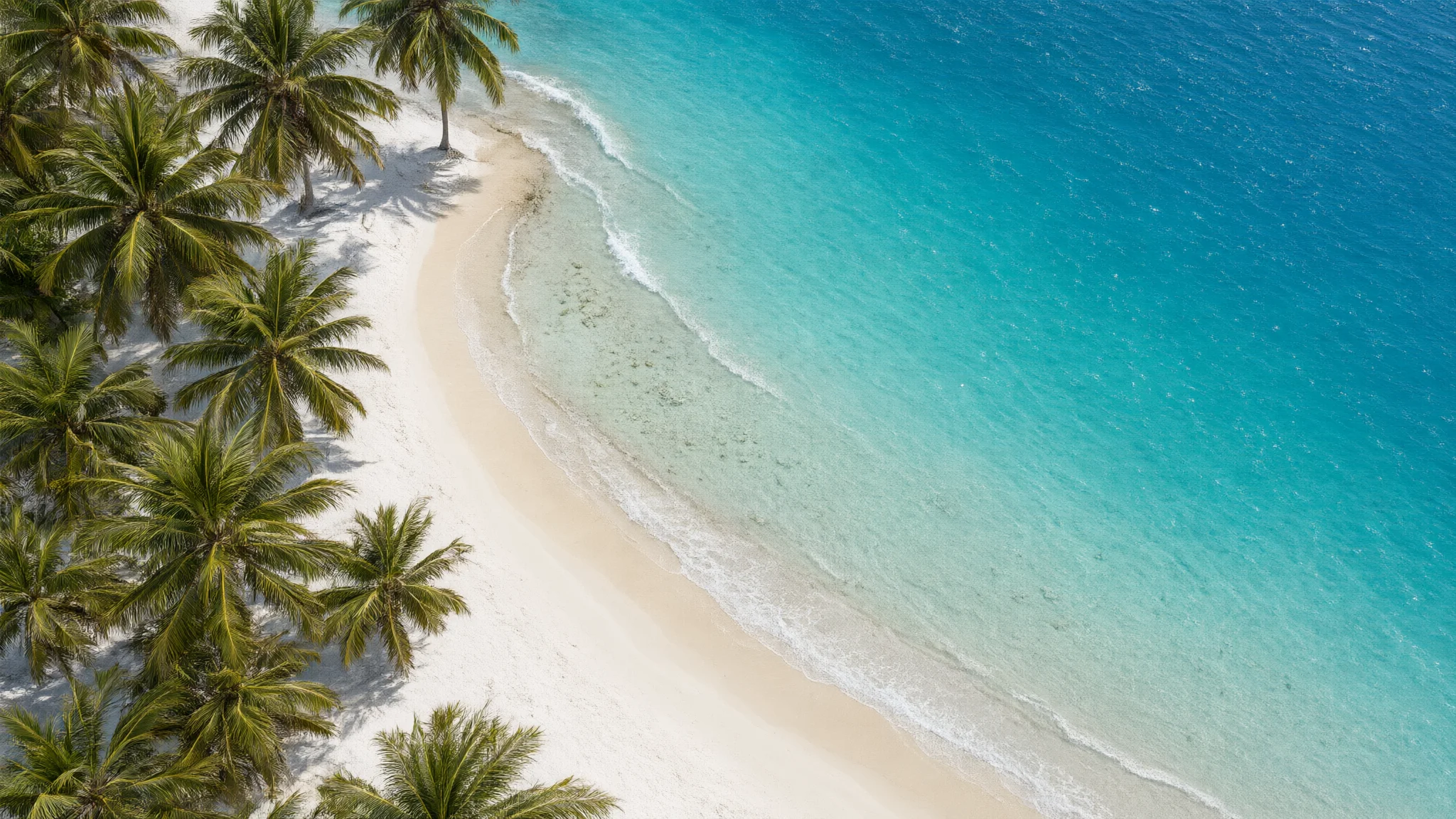 Aerial view of curved white sand beach lined with palm trees